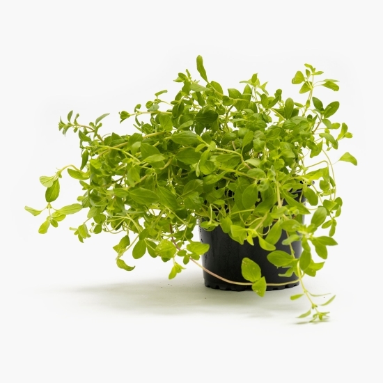 Oregano în ghiveci