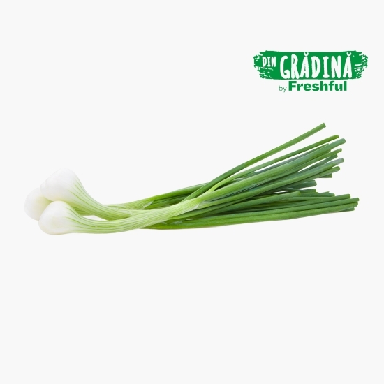 Ceapă verde proaspăt culeasă, 1 legătură